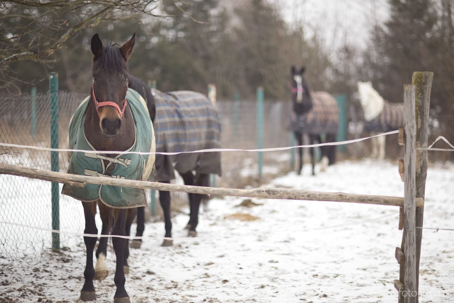 zimowa sesja zakochanych z końmi